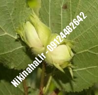 نهال فندق کاسفورد زودبازده | ۰۹۱۲۱۲۶۳۵۲۴ مهندس غفاری | خرید نهال فندق کاسفورد زودبازده | فروش نهال فندق کاسفورد زودبازده | قیمت نهال فندق کاسفورد زودبازده