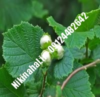 نهال فندق گردویی زودبازده | ۰۹۱۲۱۲۶۳۵۲۴ مهندس غفاری | خرید نهال فندق گردویی زودبازده | فروش نهال فندق گردویی زودبازده | قیمت نهال فندق گردویی زودبازده