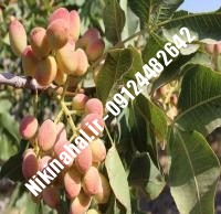 نهال پسته شاه پسند زودبازده |  ۰۹۱۲۱۲۶۳۵۲۴ مهندس غفاری | خرید نهال پسته شاه پسند زودبازده | فروش نهال پسته شاه پسند زودبازده | قیمت نهال پسته شاه پسند زودبازده