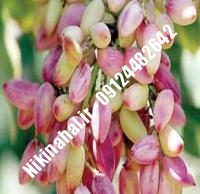 نهال پسته عباسعلی زودبازده |  ۰۹۱۲۱۲۶۳۵۲۴ مهندس غفاری | خرید نهال پسته عباسعلی زودبازده | فروش نهال پسته عباسعلی زودبازده | قیمت نهال پسته عباسعلی زودبازده