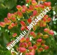 نهال پسته علم زودبازده |  ۰۹۱۲۱۲۶۳۵۲۴ مهندس غفاری | خرید نهال پسته علم زودبازده | فروش نهال پسته علم زودبازده | قیمت نهال پسته علم زودبازده