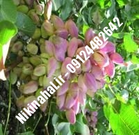 نهال پسته فندقی زودبازده |  ۰۹۱۲۱۲۶۳۵۲۴ مهندس غفاری | خرید نهال پسته فندقی زودبازده | فروش نهال پسته فندقی زودبازده | قیمت نهال پسته فندقی زودبازده