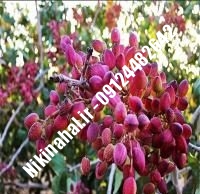 نهال پسته قرمز زودبازده |  ۰۹۱۲۱۲۶۳۵۲۴ مهندس غفاری | خرید نهال پسته قرمز زودبازده | فروش نهال پسته قرمز زودبازده | قیمت نهال پسته قرمز زودبازده