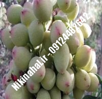 نهال پسته ممتاز زودبازده |  ۰۹۱۲۱۲۶۳۵۲۴ مهندس غفاری | خرید نهال پسته ممتاز زودبازده | فروش نهال پسته ممتاز زودبازده | قیمت نهال پسته ممتاز زودبازده