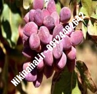 نهال پسته کله قوچی زودبازده |  ۰۹۱۲۱۲۶۳۵۲۴ مهندس غفاری | خرید نهال پسته کله قوچی زودبازده | فروش نهال پسته کله قوچی زودبازده | قیمت نهال پسته کله قوچی زودبازده