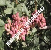 نهال پسته گرمه زودبازده |  ۰۹۱۲۱۲۶۳۵۲۴ مهندس غفاری | خرید نهال پسته گرمه زودبازده | فروش نهال پسته گرمه زودبازده | قیمت نهال پسته گرمه زودبازده