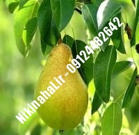 نهال گلابی سردرودی زودبازده | ۰۹۱۲۱۲۶۳۵۲۴ مهندس غفاری | خرید نهال گلابی سردرودی زودبازده | فروش نهال گلابی سردرودی زودبازده | قیمت نهال گلابی سردرودی زودبازده