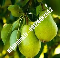 نهال گلابی سیبری زودبازده | ۰۹۱۲۱۲۶۳۵۲۴ مهندس غفاری | خرید نهال گلابی سیبری زودبازده | فروش نهال گلابی سیبری زودبازده | قیمت نهال گلابی سیبری زودبازده