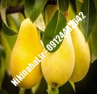 نهال گلابی سیف تبریز زودبازده | ۰۹۱۲۱۲۶۳۵۲۴ مهندس غفاری | خرید نهال گلابی سیف تبریز زودبازده | فروش نهال گلابی سیف تبریز زودبازده | قیمت نهال گلابی سیف تبریز زودبازده