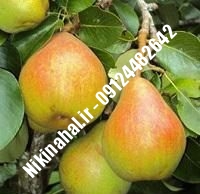 نهال گلابی شاه میوه زودبازده | ۰۹۱۲۱۲۶۳۵۲۴ مهندس غفاری | خرید نهال گلابی شاه میوه زودبازده | فروش نهال گلابی شاه میوه زودبازده | قیمت نهال گلابی شاه میوه زودبازده