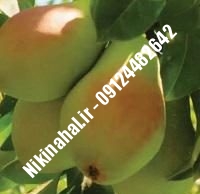 نهال گلابی شاه میوه پایه رویشی زودبازده | ۰۹۱۲۱۲۶۳۵۲۴ مهندس غفاری | خرید نهال گلابی شاه میوه پایه رویشی زودبازده | فروش نهال گلابی شاه میوه پایه رویشی زودبازده | قیمت نهال گلابی شاه میوه پایه رویشی زودبازده