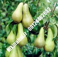 نهال گلابی قوسی مشهد زودبازده | ۰۹۱۲۱۲۶۳۵۲۴ مهندس غفاری | خرید نهال گلابی قوسی مشهد زودبازده | فروش نهال گلابی قوسی مشهد زودبازده | قیمت نهال گلابی قوسی مشهد زودبازده