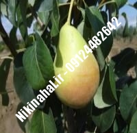 نهال گلابی نطنزی زودبازده | ۰۹۱۲۱۲۶۳۵۲۴ مهندس غفاری | خرید نهال گلابی نطنزی زودبازده | فروش نهال گلابی نطنزی زودبازده | قیمت نهال گلابی نطنزی زودبازده