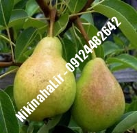 نهال گلابی ویلیامز زودبازده | ۰۹۱۲۱۲۶۳۵۲۴ مهندس غفاری | خرید نهال گلابی ویلیامز زودبازده | فروش نهال گلابی ویلیامز زودبازده | قیمت نهال گلابی ویلیامز زودبازده