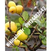 نهال گلابی کوشیا زودبازده | ۰۹۱۲۱۲۶۳۵۲۴ مهندس غفاری | خرید نهال گلابی کوشیا زودبازده | فروش نهال گلابی کوشیا زودبازده | قیمت نهال گلابی کوشیا زودبازده