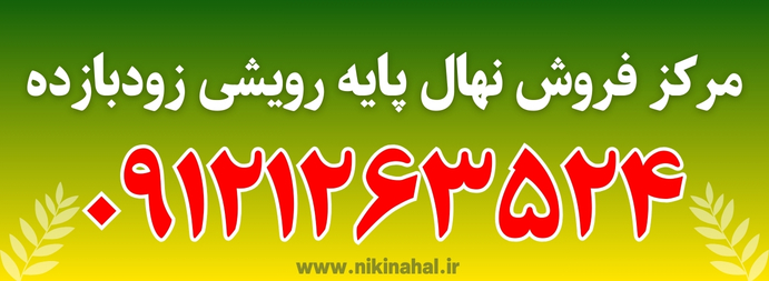 نهال گردو اصلاح شده